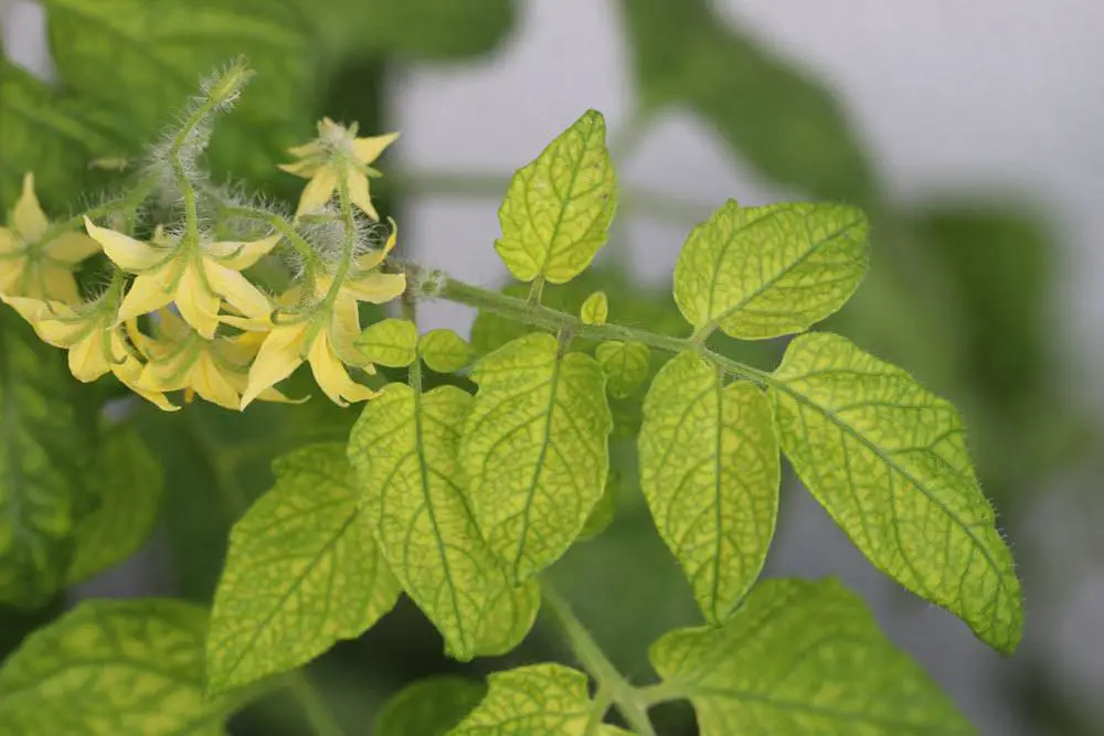Hojas amarillas en los tomates: causas y soluciones | hojas de tomate
