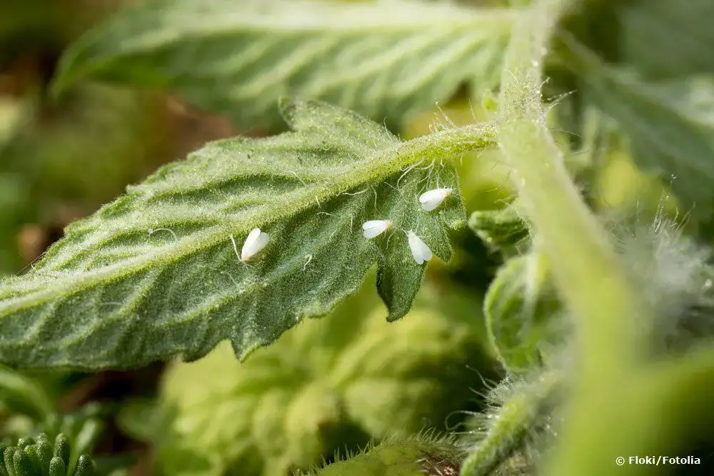 Hojas amarillas en los tomates: causas y soluciones | hojas de tomate