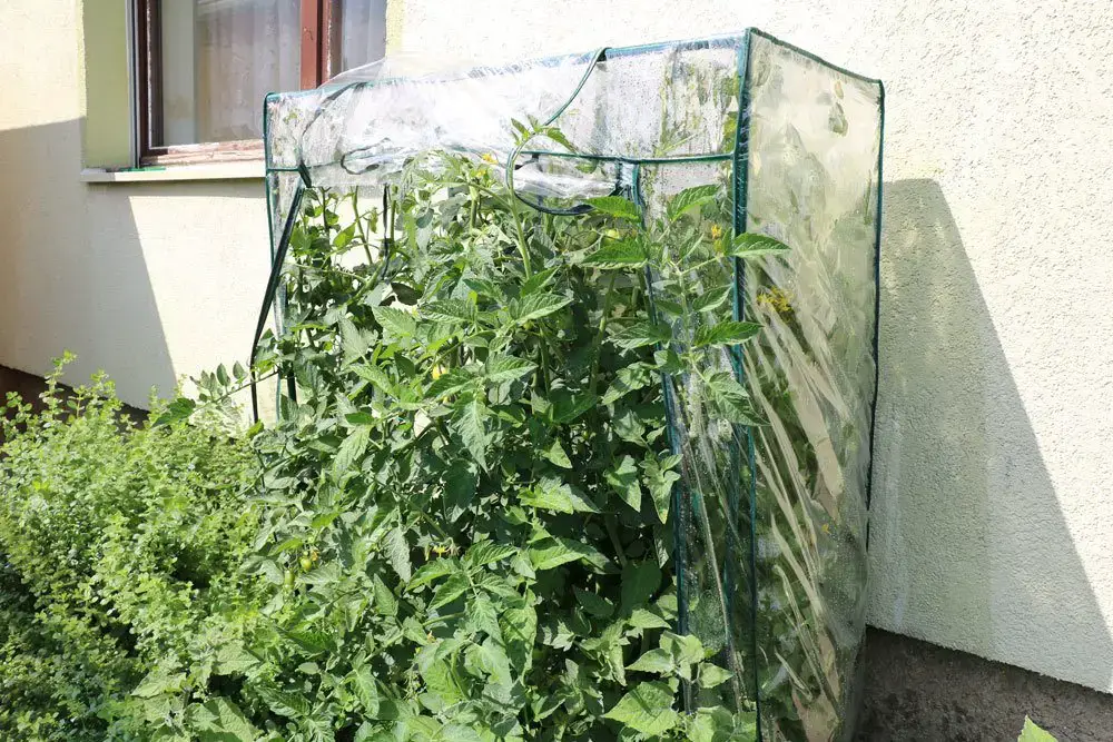 Hojas amarillas en los tomates: causas y soluciones | hojas de tomate