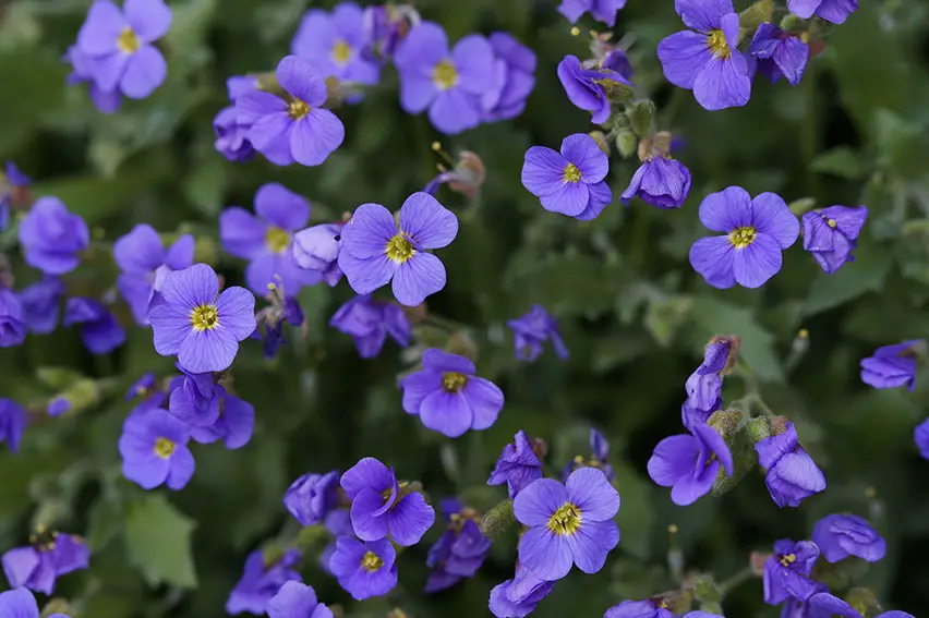 10 flores azules que florecen en primavera