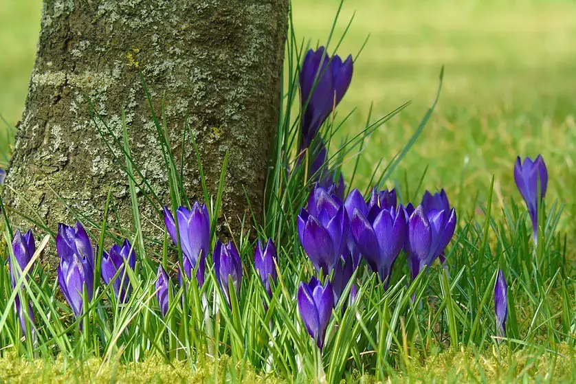 10 flores azules que florecen en primavera