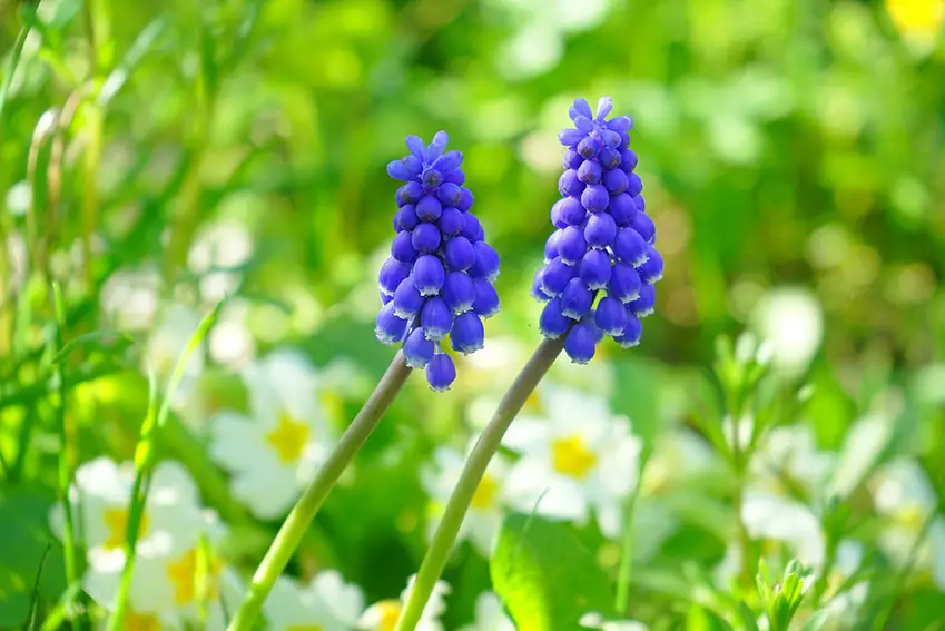 10 flores azules que florecen en primavera