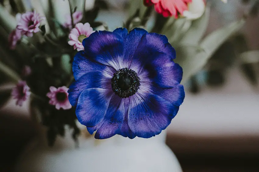 10 flores azules que florecen en primavera