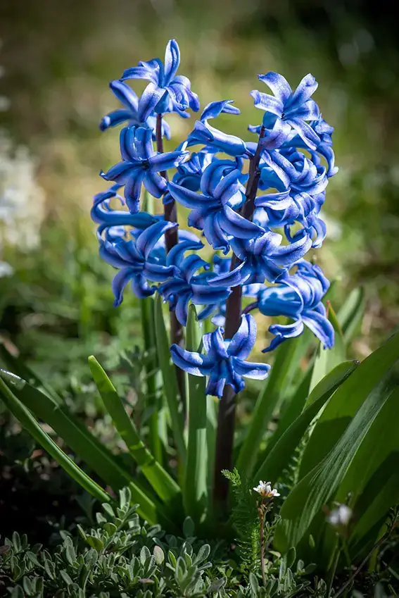 10 flores azules que florecen en primavera