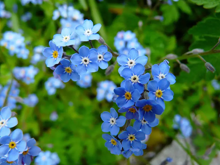 10 flores azules que florecen en primavera