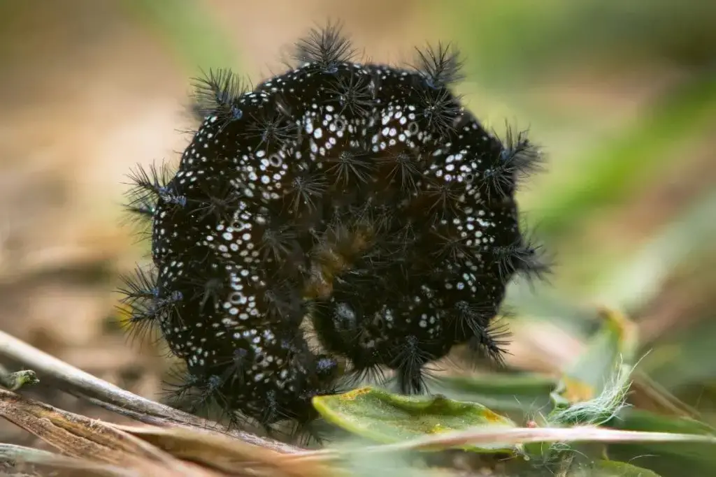 Orugas negras: identifican 16 especies nativas