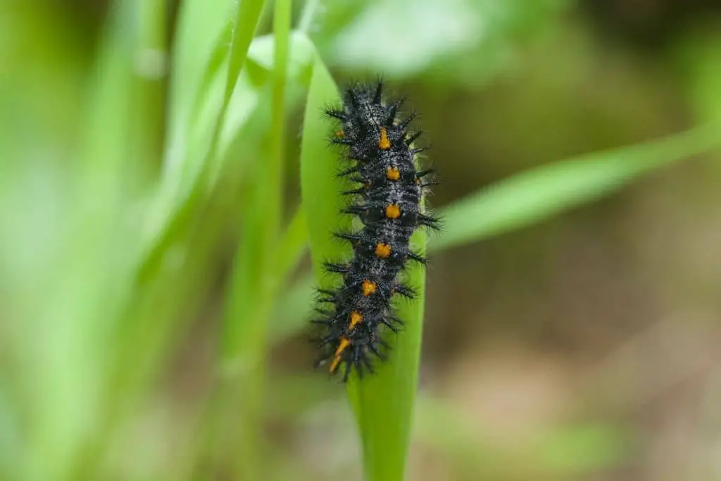 Orugas negras: identifican 16 especies nativas