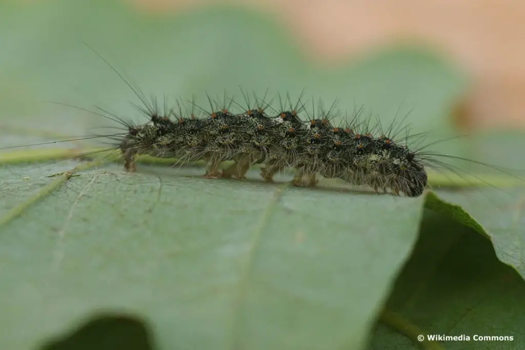 Orugas negras: identifican 16 especies nativas