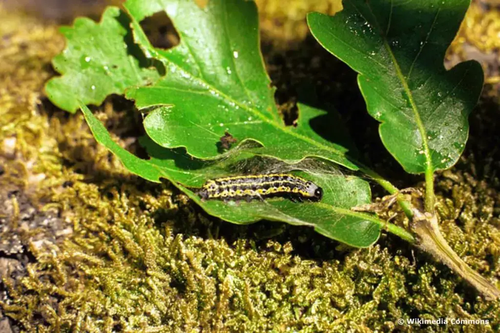 Orugas negras: identifican 16 especies nativas
