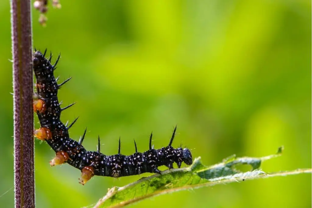 Identificar orugas de mariposas: 25 especies de orugas
