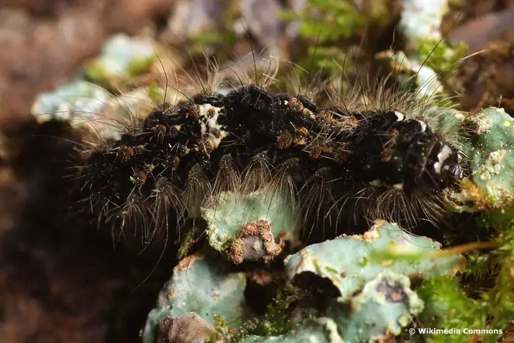Orugas negras: identifican 16 especies nativas