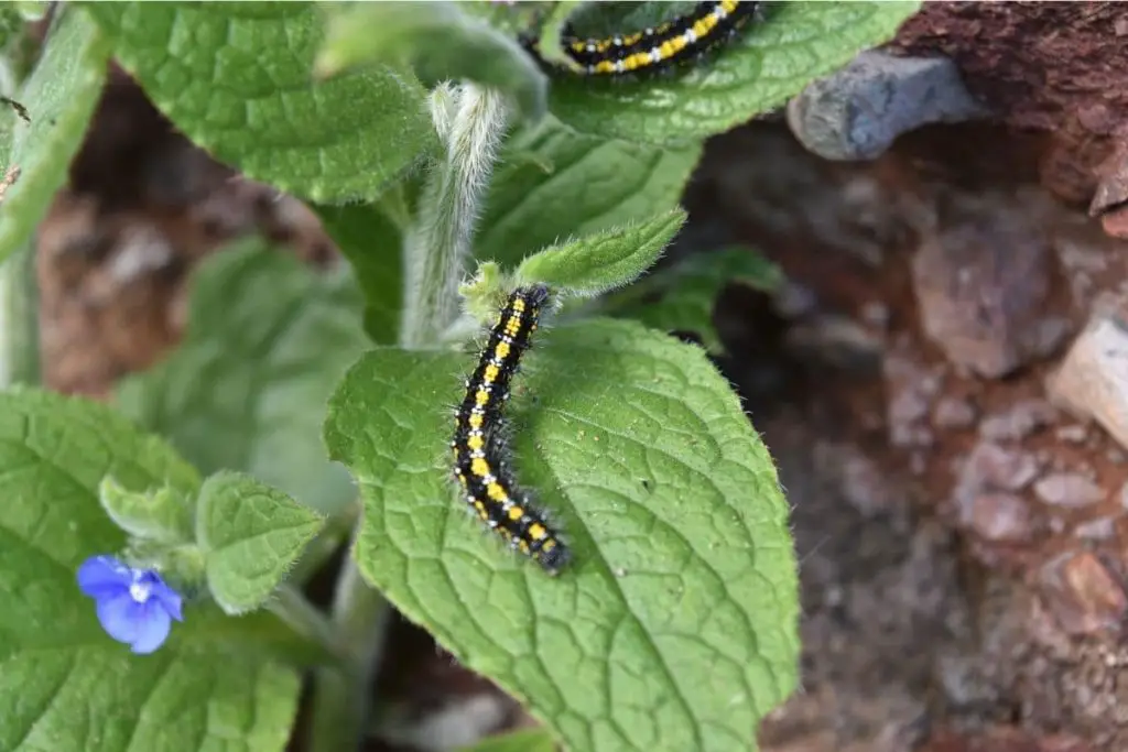 Identificar orugas de mariposas: 25 especies de orugas
