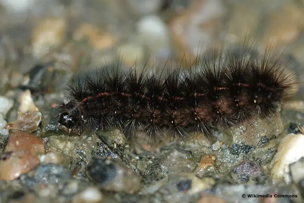Orugas negras: identifican 16 especies nativas
