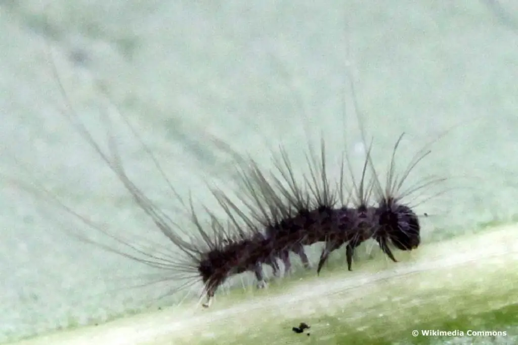 Orugas negras: identifican 16 especies nativas