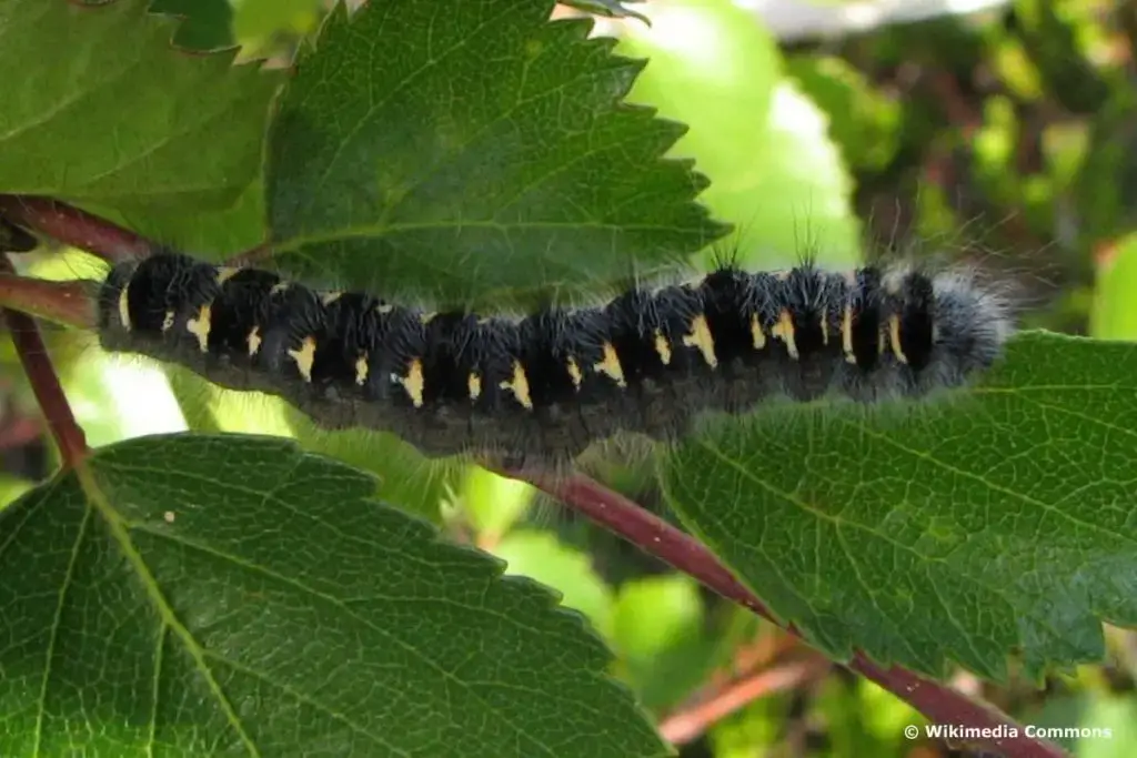Orugas negras: identifican 16 especies nativas