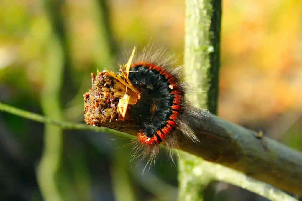 Orugas negras: identifican 16 especies nativas
