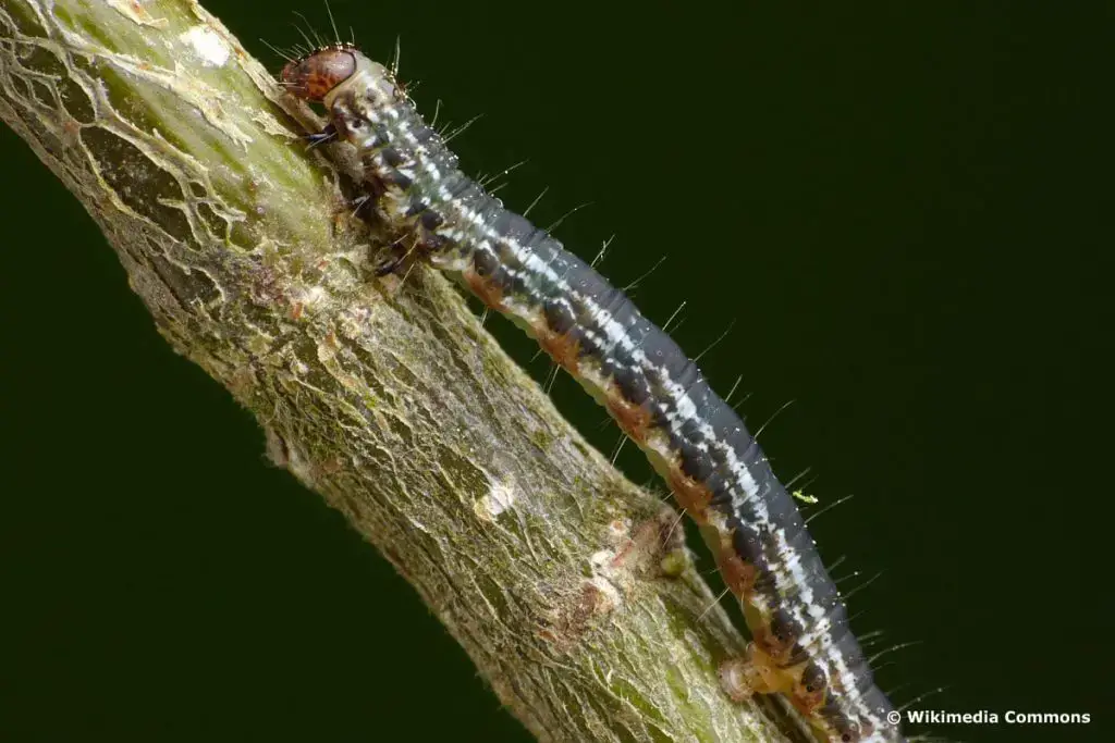 Orugas negras: identifican 16 especies nativas