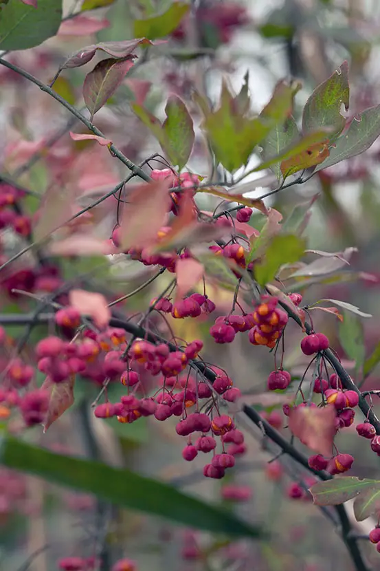 12 arbustos con frutos rojos para darle color al jardín de invierno