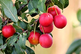 12 arbustos con frutos rojos para darle color al jardín de invierno