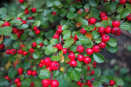 12 arbustos con frutos rojos para darle color al jardín de invierno