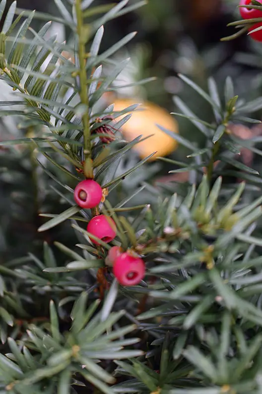 12 arbustos con frutos rojos para darle color al jardín de invierno