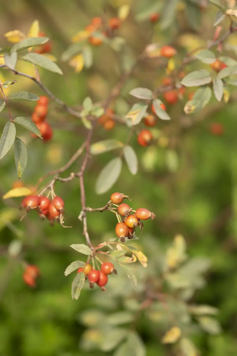 12 arbustos con frutos rojos para darle color al jardín de invierno