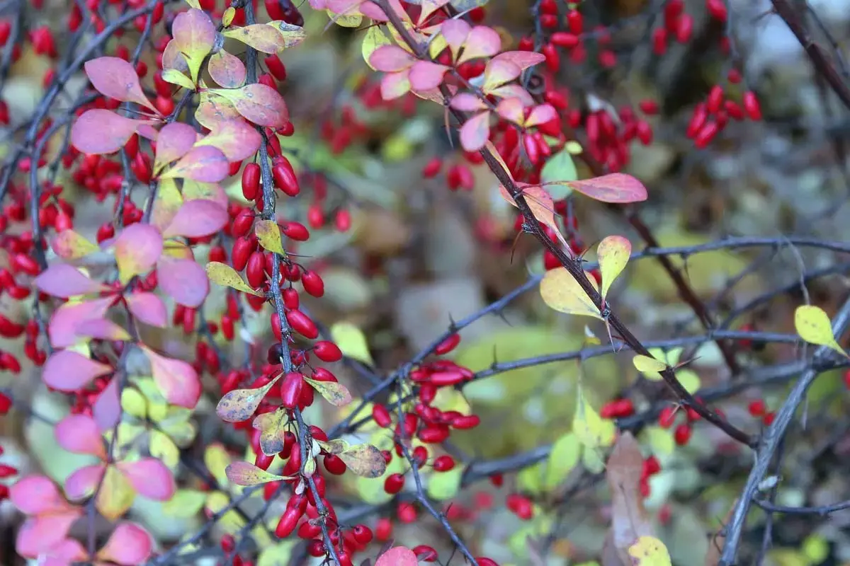 12 arbustos con frutos rojos para darle color al jardín de invierno