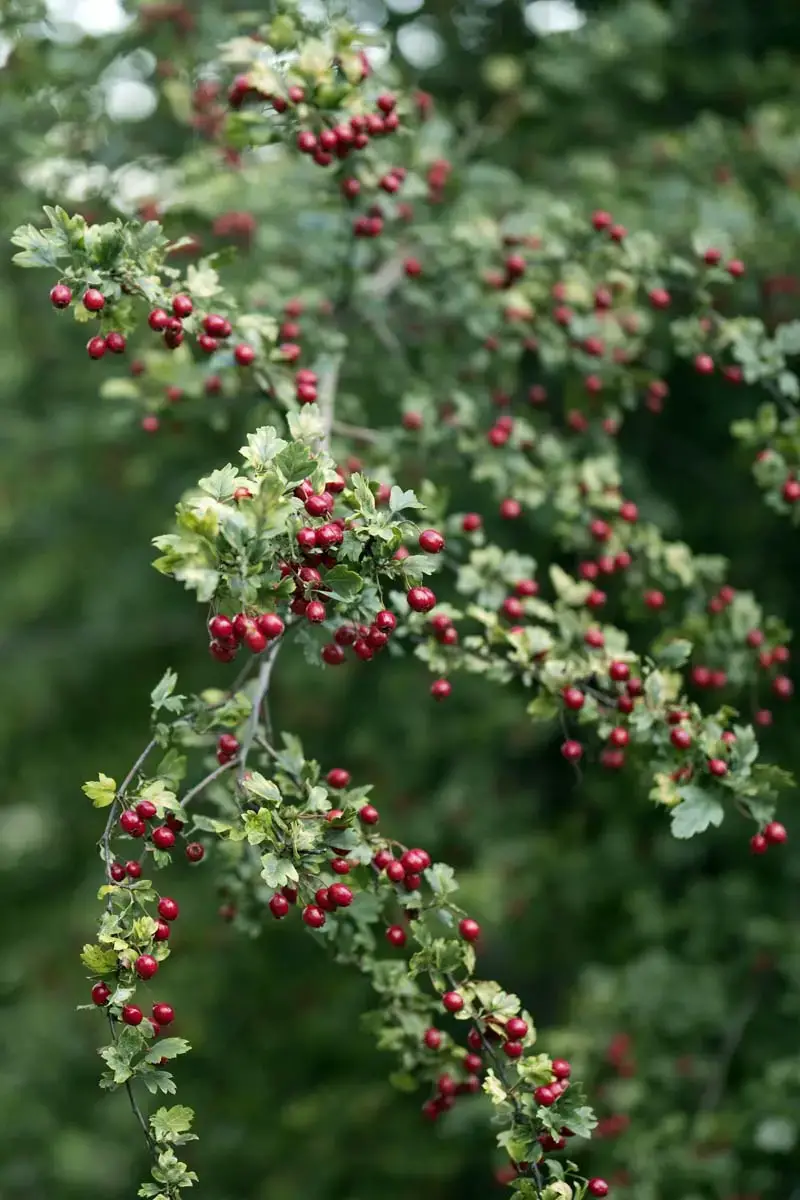 12 arbustos con frutos rojos para darle color al jardín de invierno