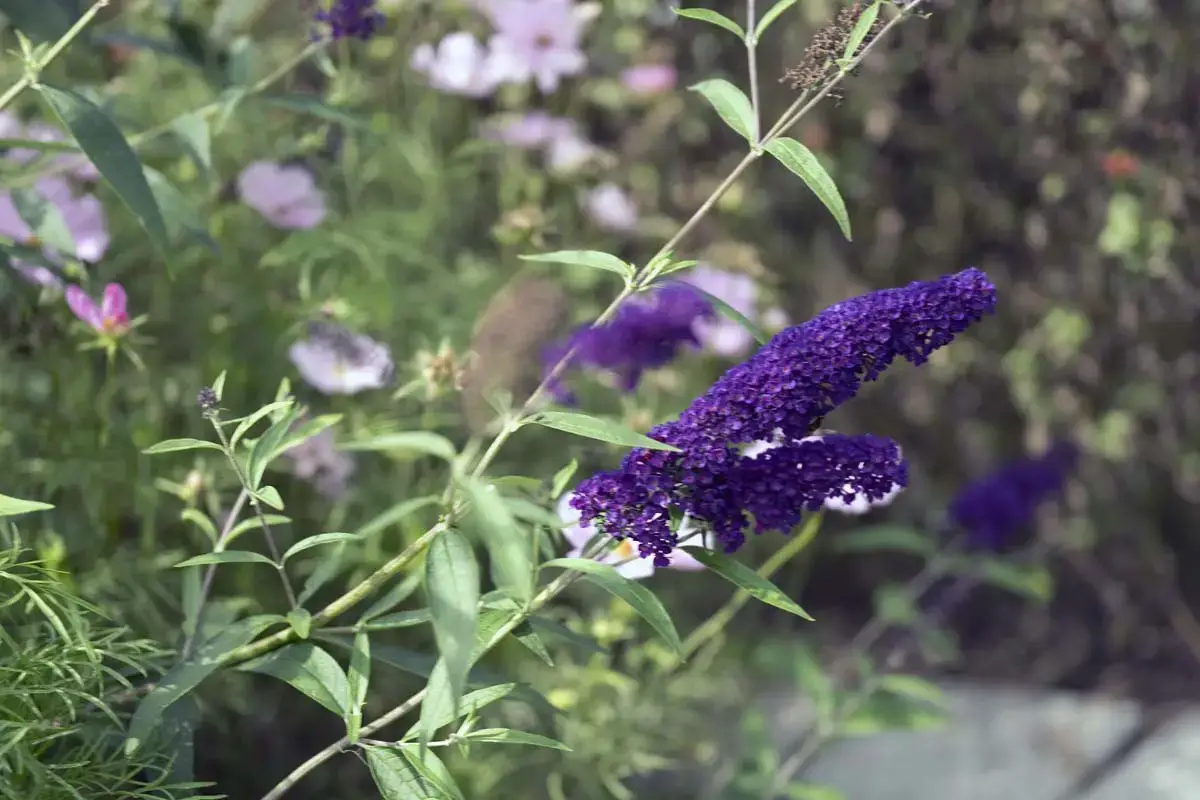 Los arbustos más bellos con flores violetas.