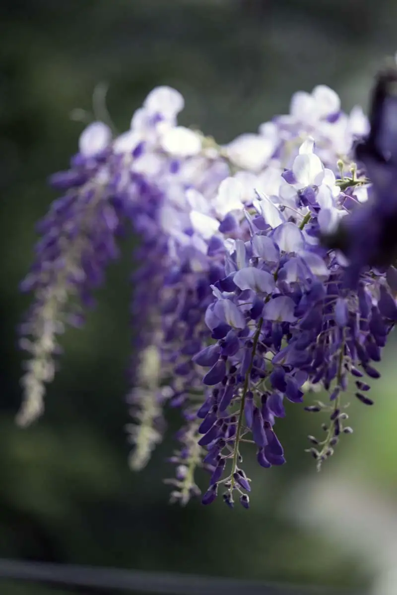 Los arbustos más bellos con flores violetas.