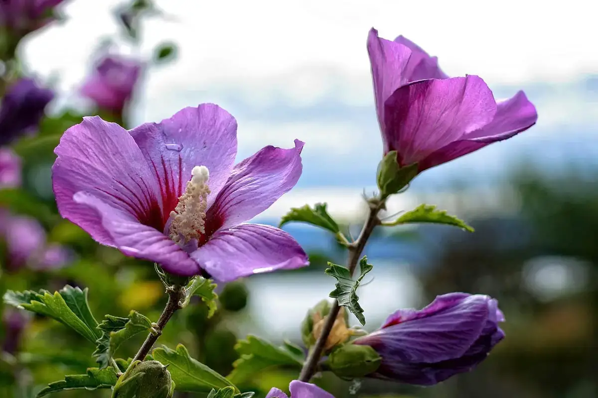 Los arbustos más bellos con flores violetas.