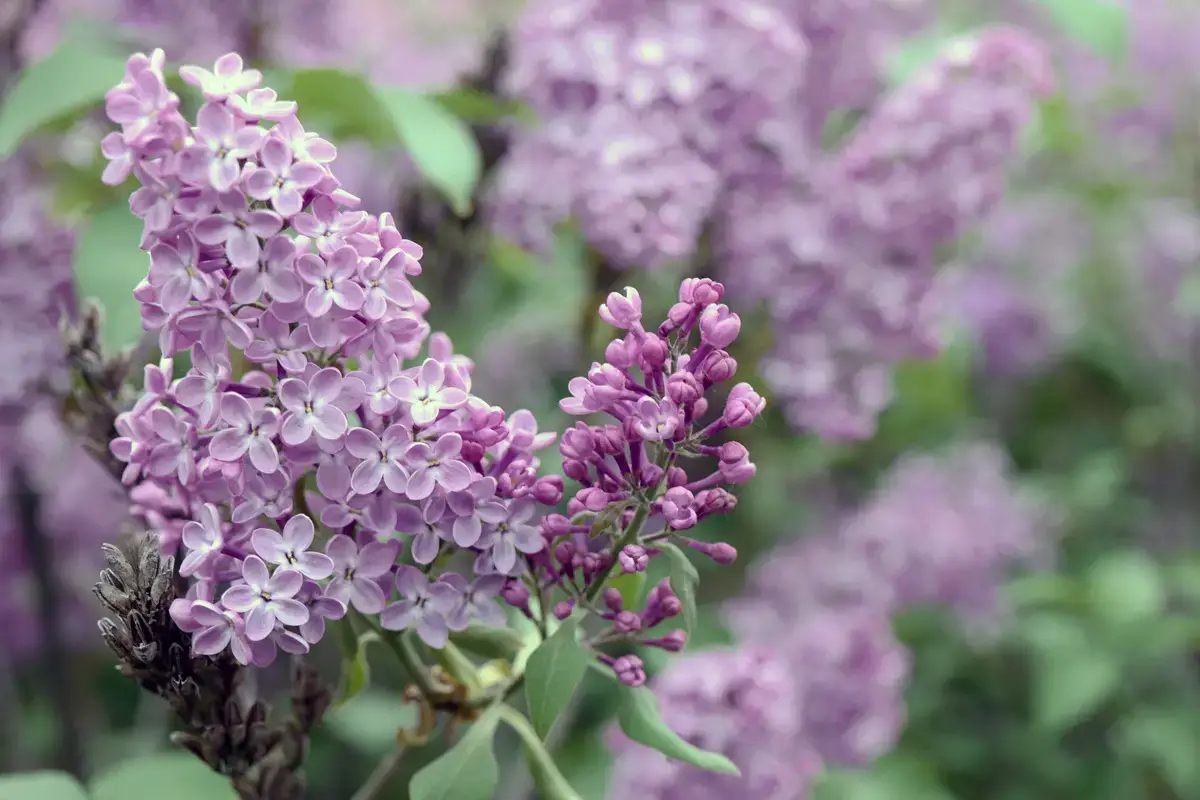 Los arbustos más bellos con flores violetas.
