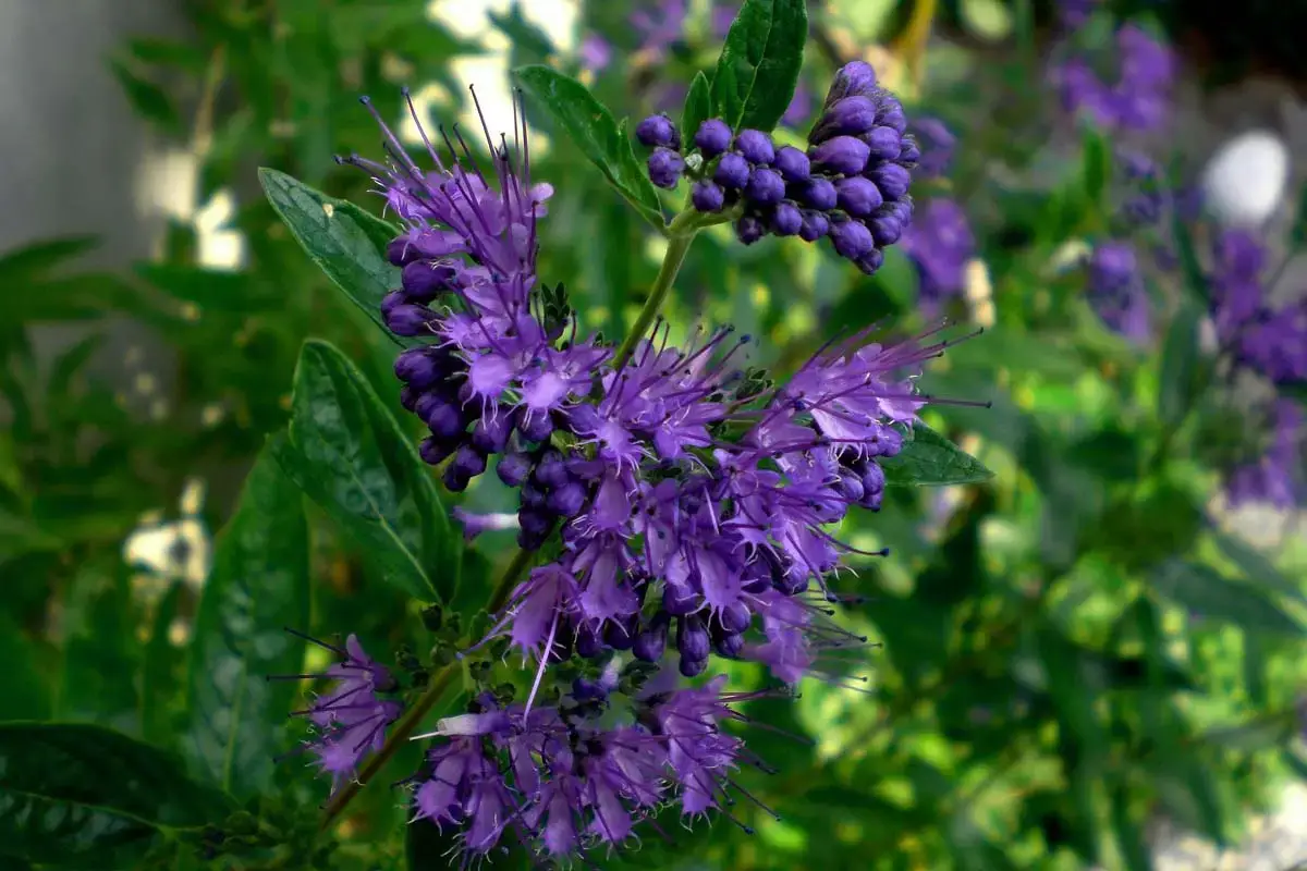 Los arbustos más bellos con flores violetas.