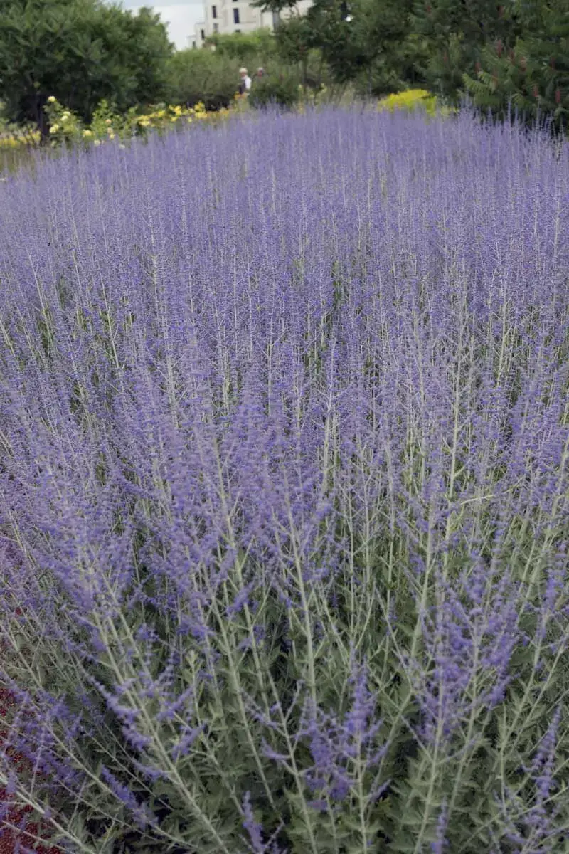 Los arbustos más bellos con flores violetas.