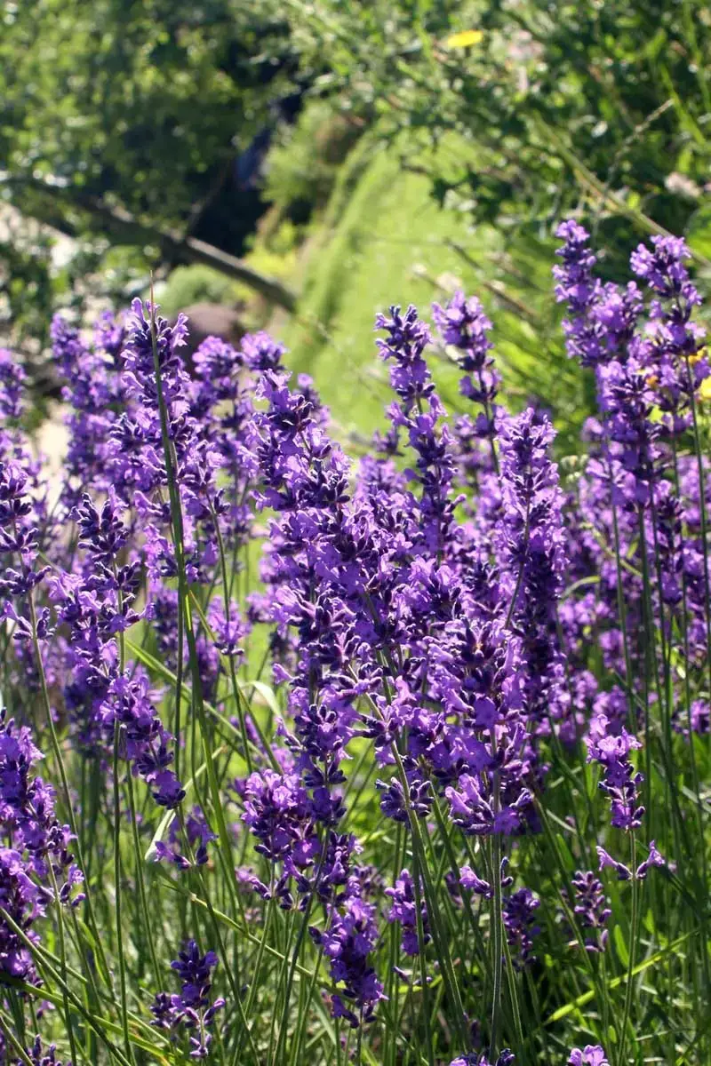 Los arbustos más bellos con flores violetas.