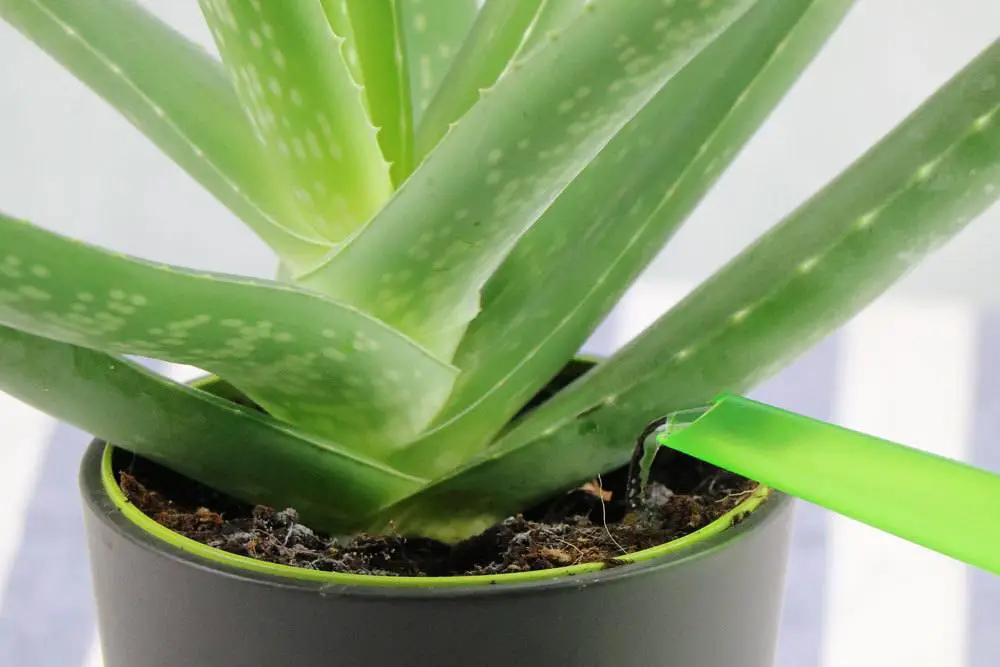 Las hojas/puntas de aloe vera se vuelven marrones: esto ayuda Las hojas/puntas de aloe vera se vuelven marrones: esto ayuda