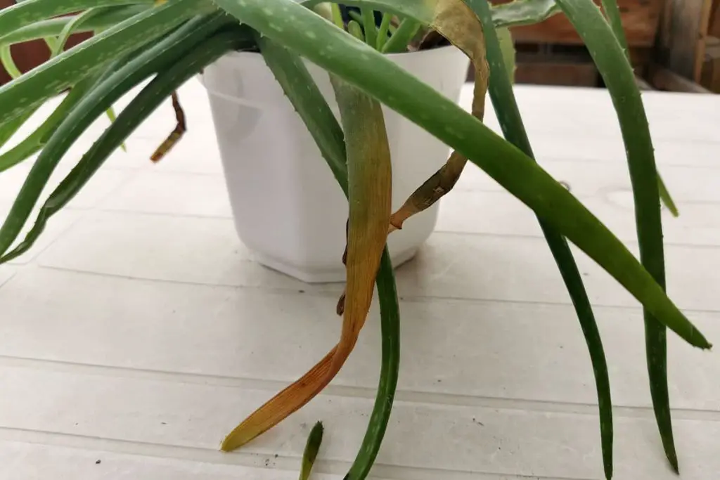 Las hojas/puntas de aloe vera se vuelven marrones: esto ayuda