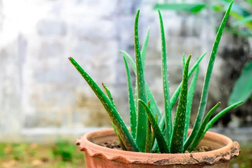 Las hojas/puntas de aloe vera se vuelven marrones: esto ayuda