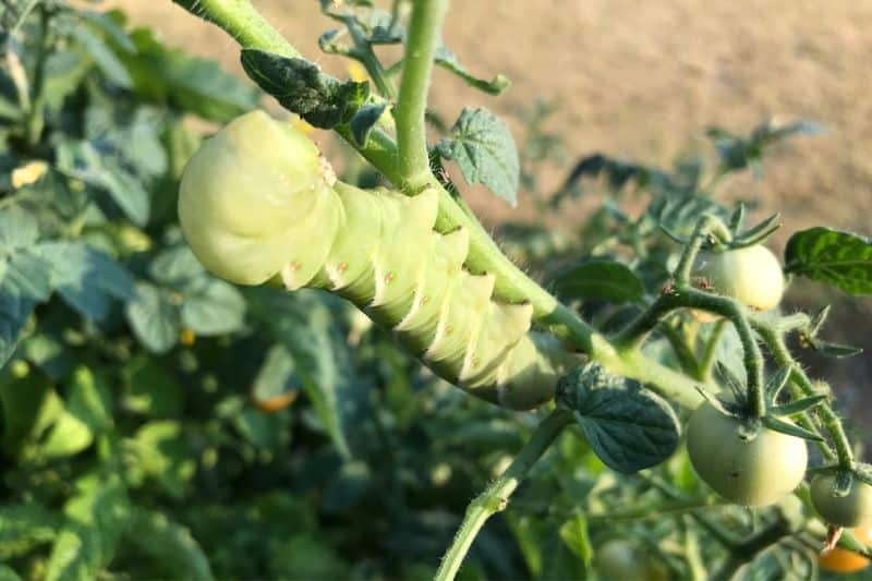 Cuándo florecen los tomates: todo sobre la flor del tomate