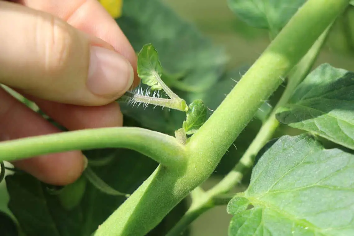 Cuándo florecen los tomates: todo sobre la flor del tomate