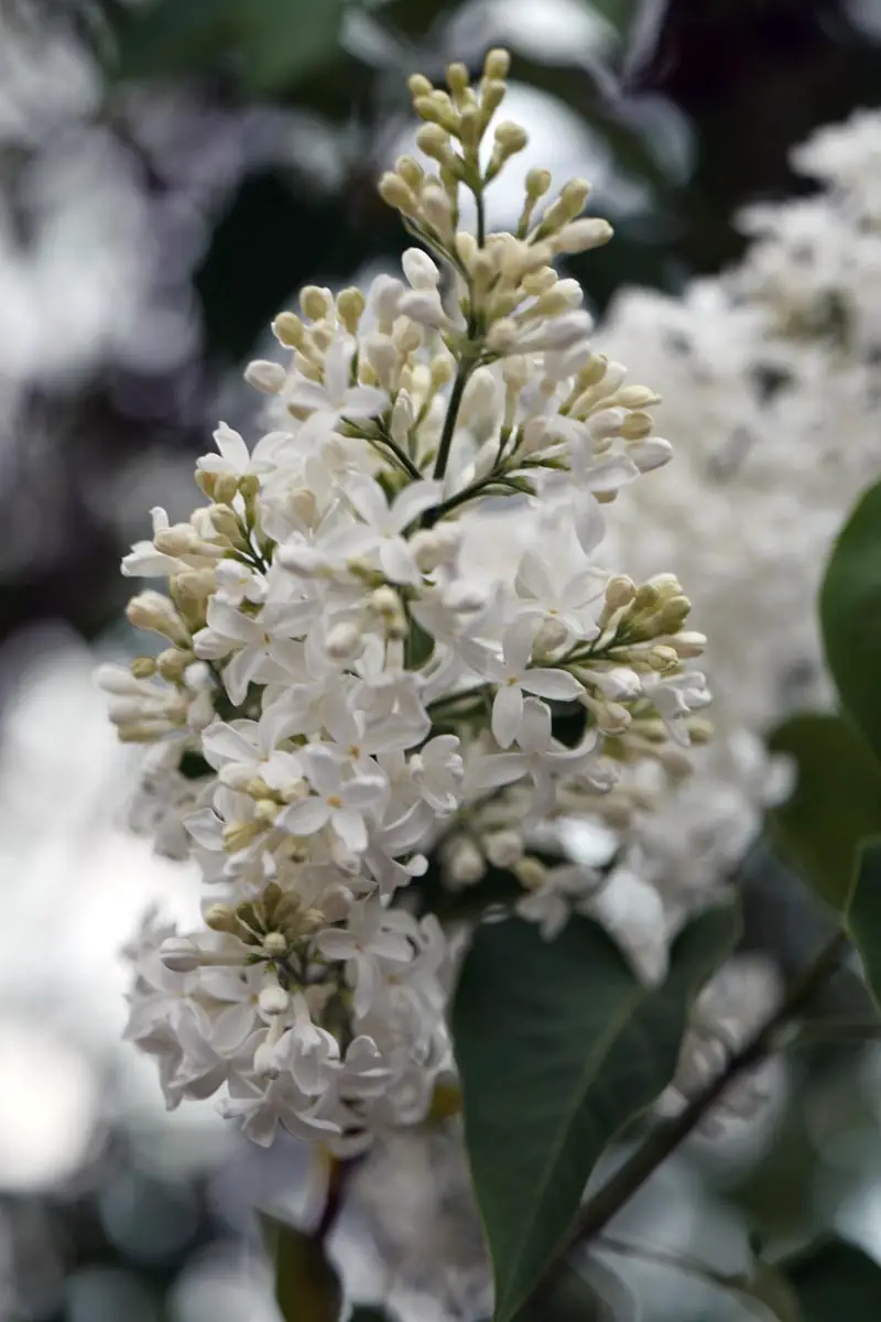 Los arbustos más bellos con flores blancas.