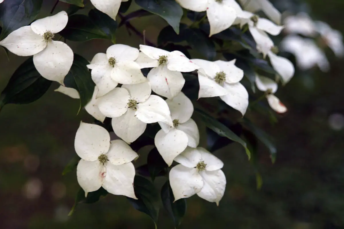 Los arbustos más bellos con flores blancas.