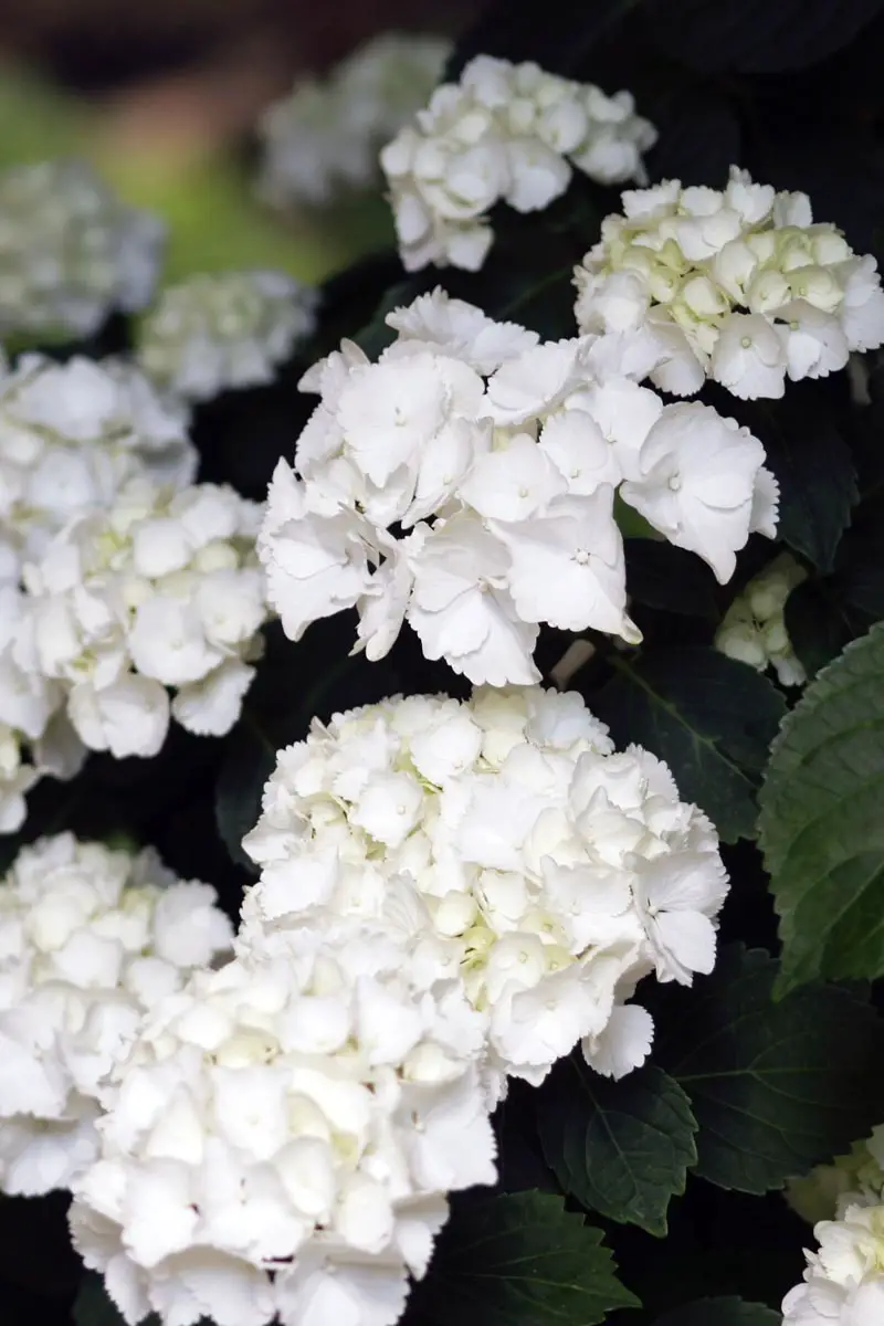 Los arbustos más bellos con flores blancas.