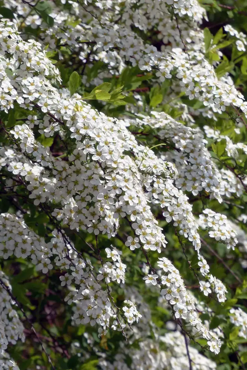 Los arbustos más bellos con flores blancas.