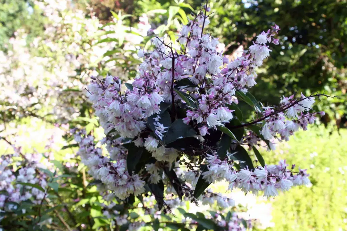 Los arbustos más bellos con flores blancas.