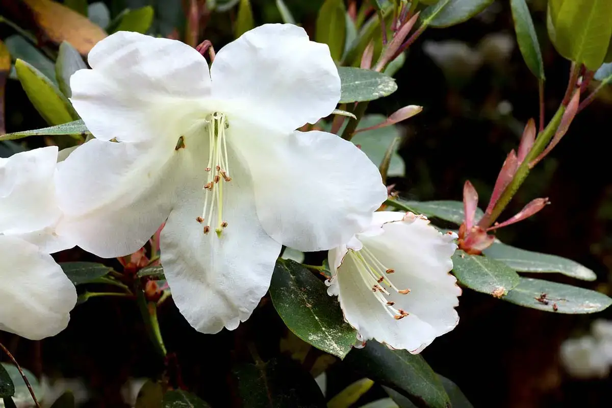 Los arbustos más bellos con flores blancas.
