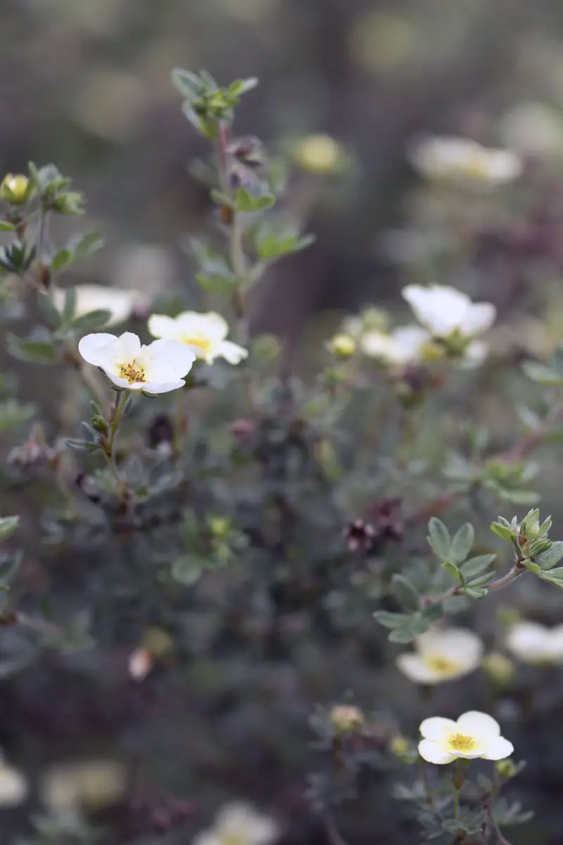 Los arbustos más bellos con flores blancas.