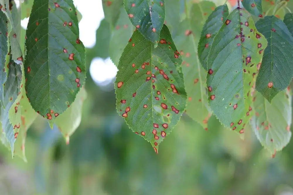 Enfermedades y plagas del laurel especiado | Hojas marrones sobre laurel.