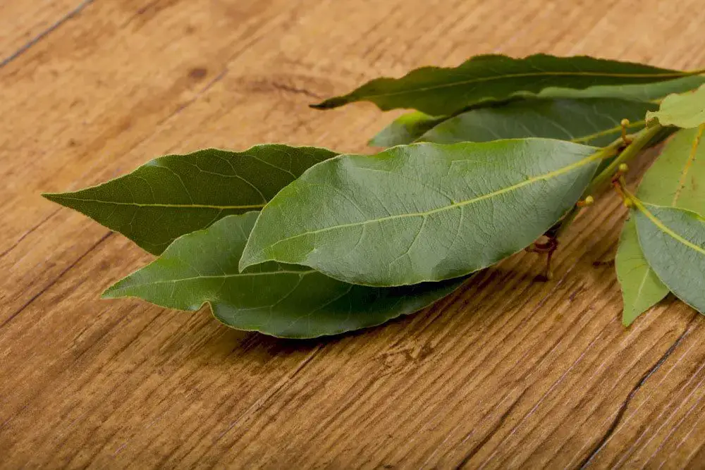 Enfermedades y plagas del laurel especiado | Hojas marrones sobre laurel.