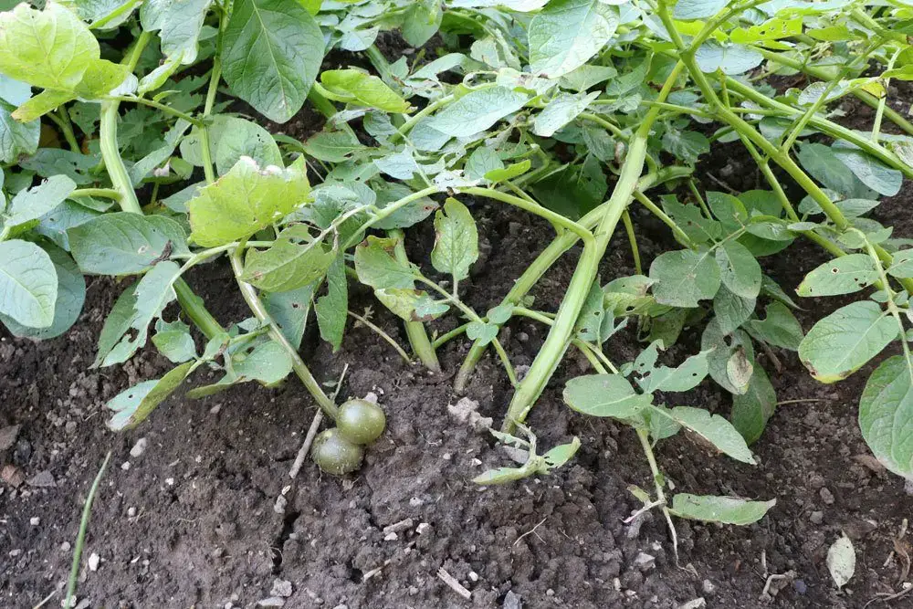 Flor de patata: ¿las patatas tienen que florecer?
